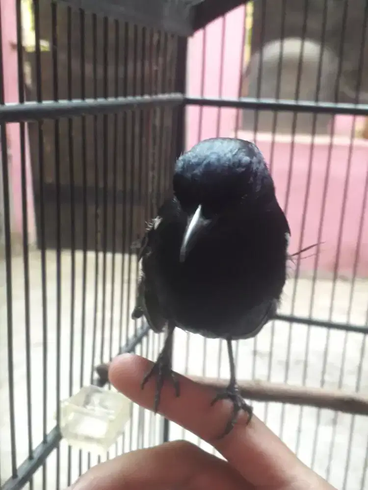 Kacer jantan jatim jinak Gacor di bogor