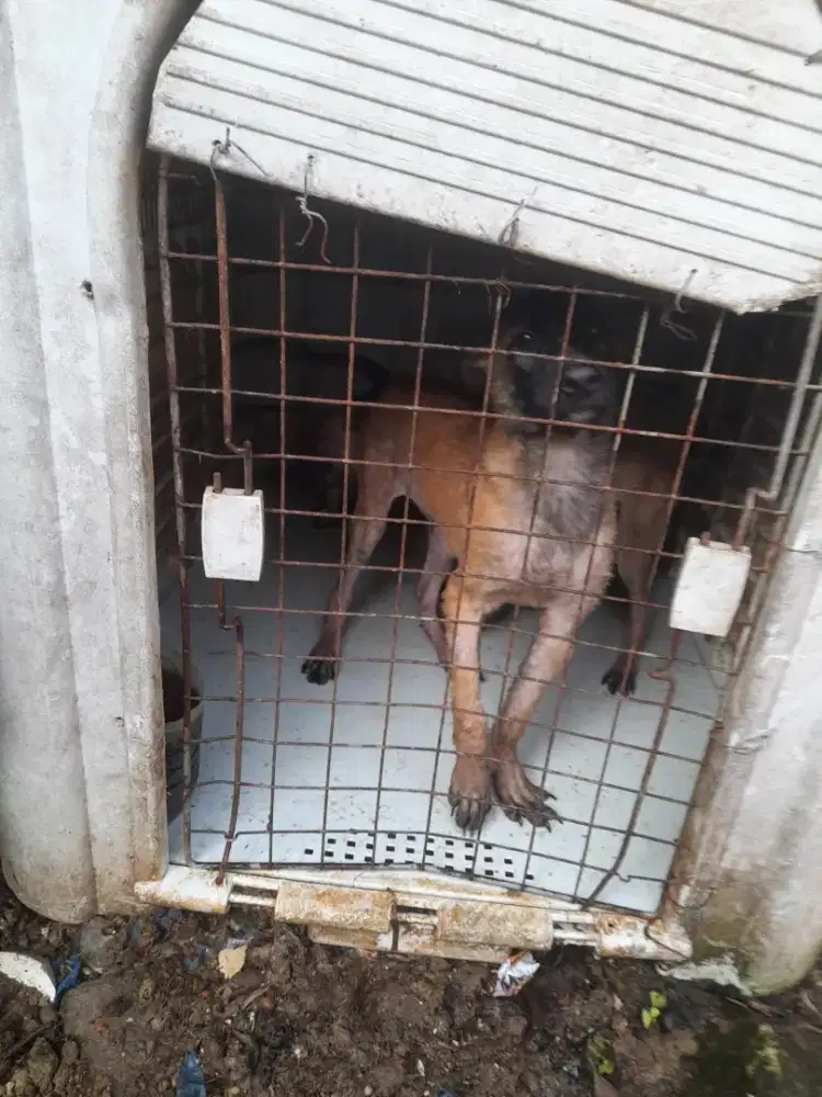 Jual belgian malionis