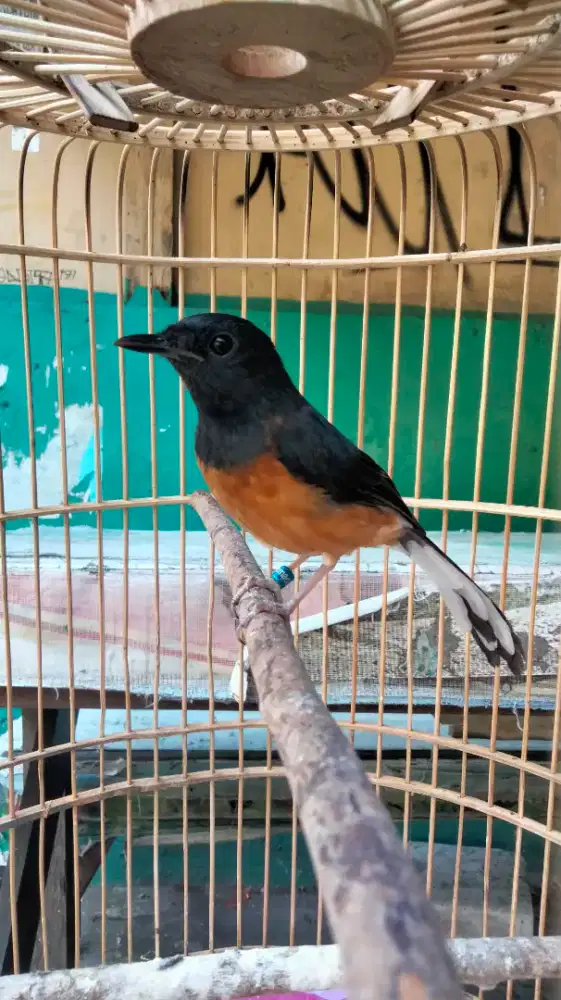 Murai Batu Medan Blorok Jantan Badan Gede Panjang Super Prospekan