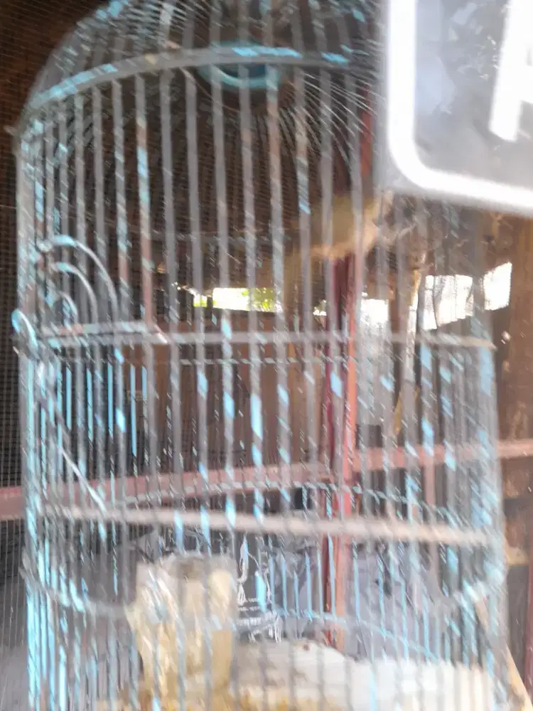 Jual burung cucak panyai