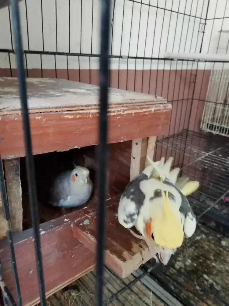 Dijual Burung Falk Sepasang (2 Ekor)