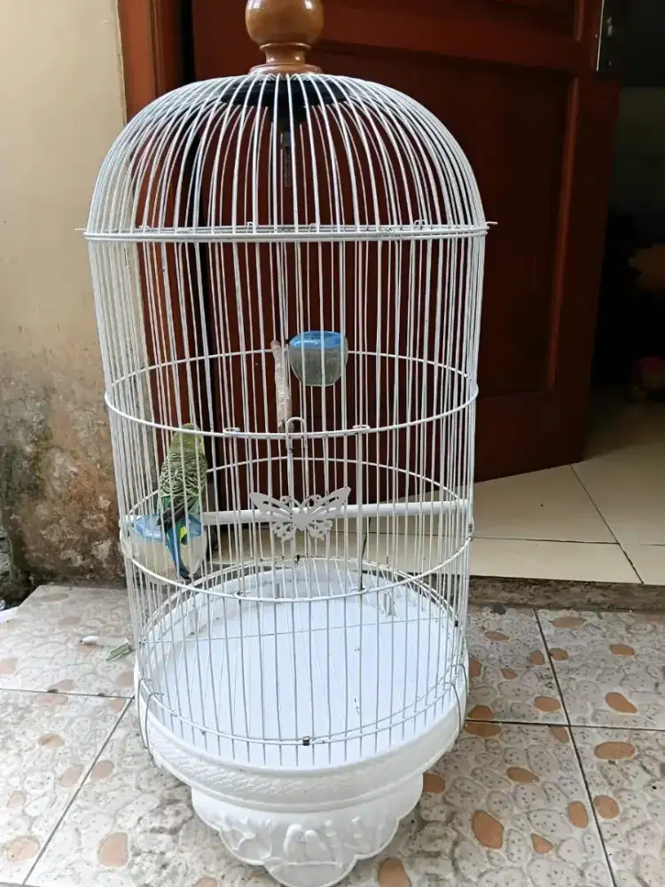 burung parkit jantan