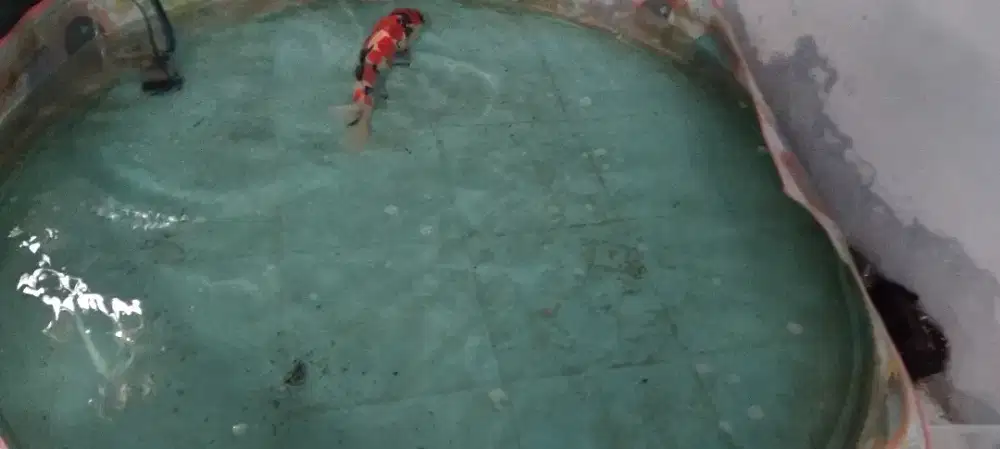 Di jual ikan hias KOI