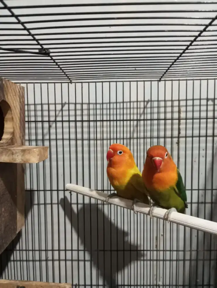 Lovebird Dewasa 2 ekor Paskun dan Biola Darkgreen