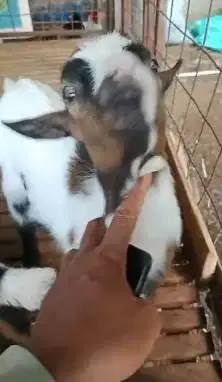 sepasang kambing mini peranakan pygmi 5 bln pendek kerdil TB 35 cm top