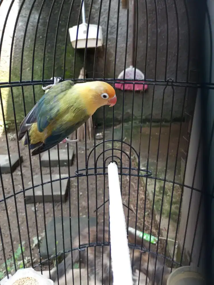 Lovebird Biola PB Euwing Betina Dewasa