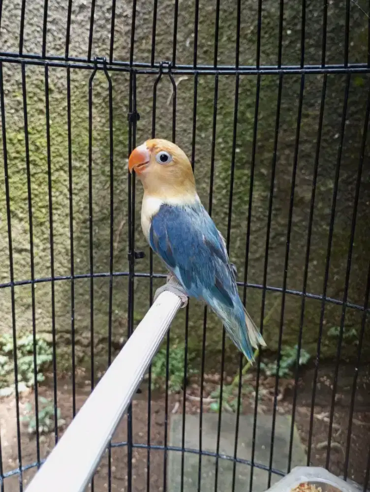 Lovebird Biola PB Vio paud unyu