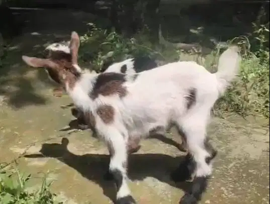 sepasang kambing mini peranakan pygmi 5 bln F2 series pendek exotik ok