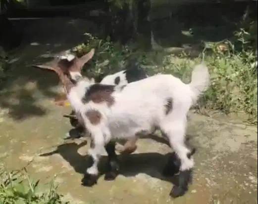 sepasang kambing mini peranakan pygmi F2 series 5 bln pendek exotik ok