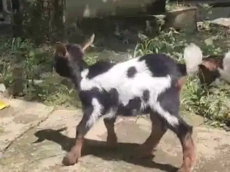 sepasang anakan kambing mini peranakan pygmi 5 bln F2 exotik TB 35cm
