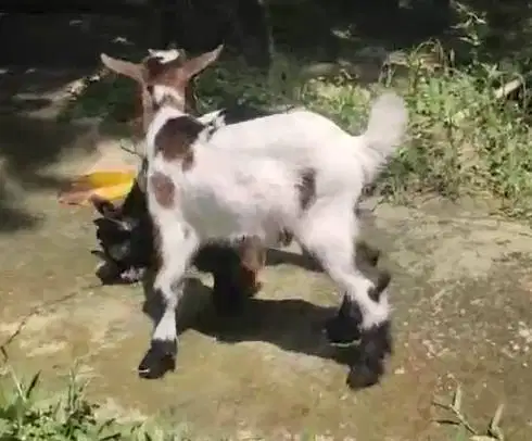 sepasang anakan kambing mini peranakan pygmi 5 bln F2 exotik TB 35cm