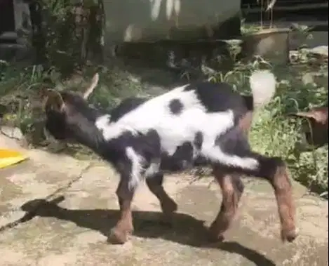 sepasang kambing mini peranakan pygmi 5 bln TB 35cm exotik kerdil F2