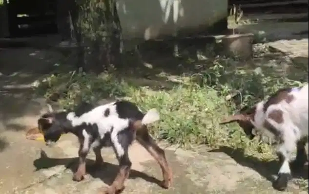 sepasang kambing mini peranakan pygmi F2 5 bln TB 35cm exotik kerdil