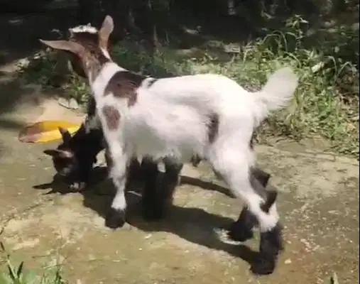 sepasang kambing mini peranakan pygmi F2 5 bln TB 35cm exotik kerdil