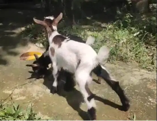 sepasang kambing mini peranakan pygmi F2 5 bln lucu jinak gemesin puas