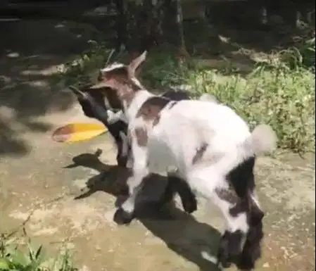 sepasang kambing mini peranakan pygmi F2 5 bln TB 35cm exotik rawatan