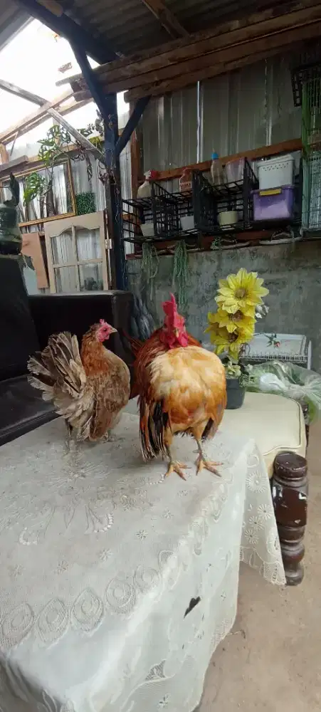 Ayam Serama Indukan