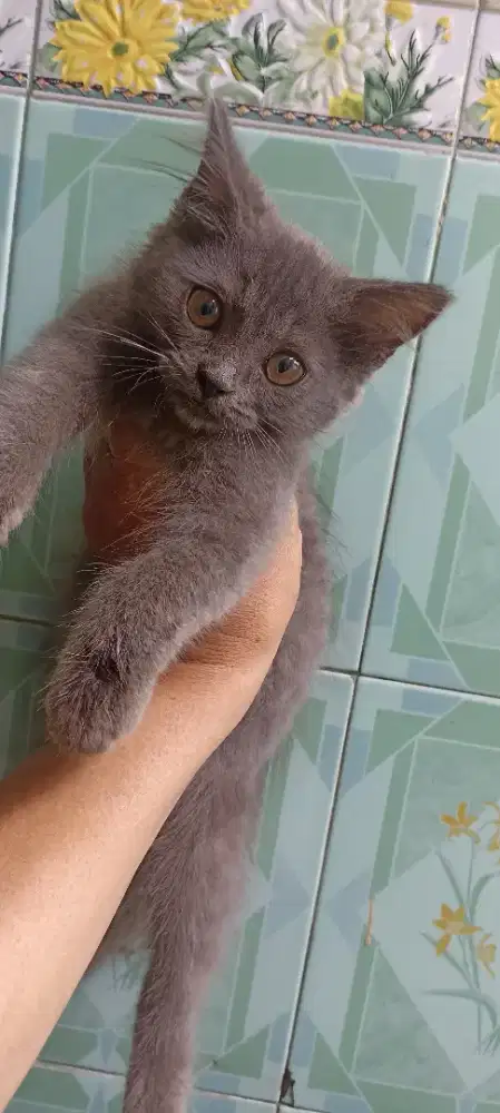 Kucing mix BSH deltasari