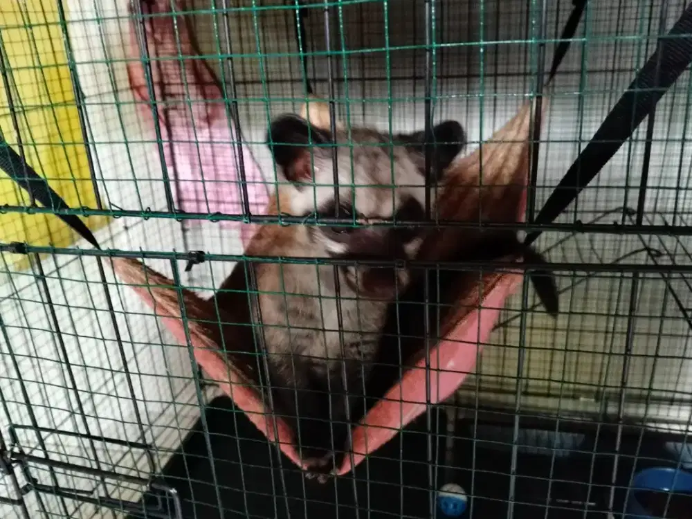 Musang Pandan...