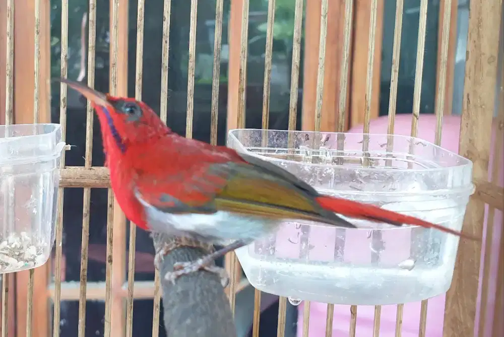 Kolibri sp raja ekor merah sesuai foto