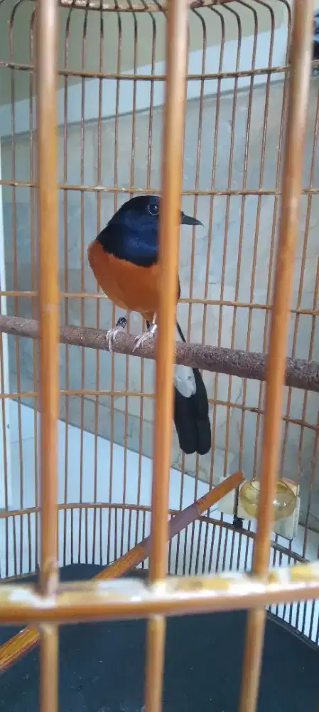 burung murai batu medan, jual cepat