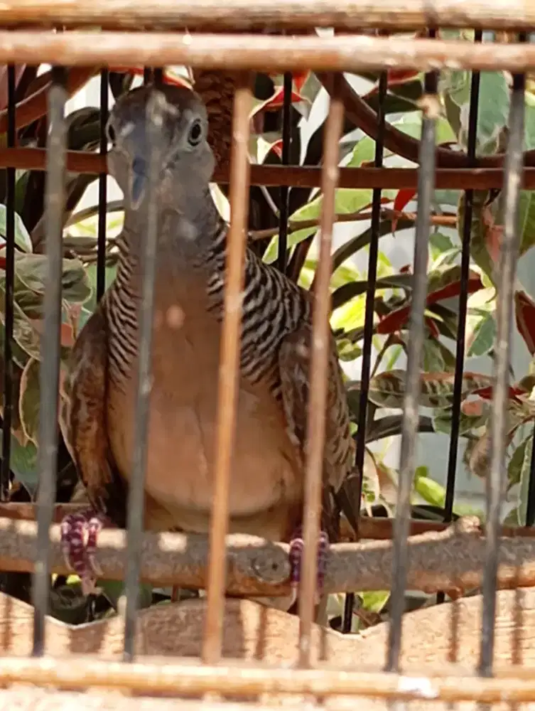 Murah perkutut Bangkok gacor dor bunyi pagi siang sore bunyian rumah