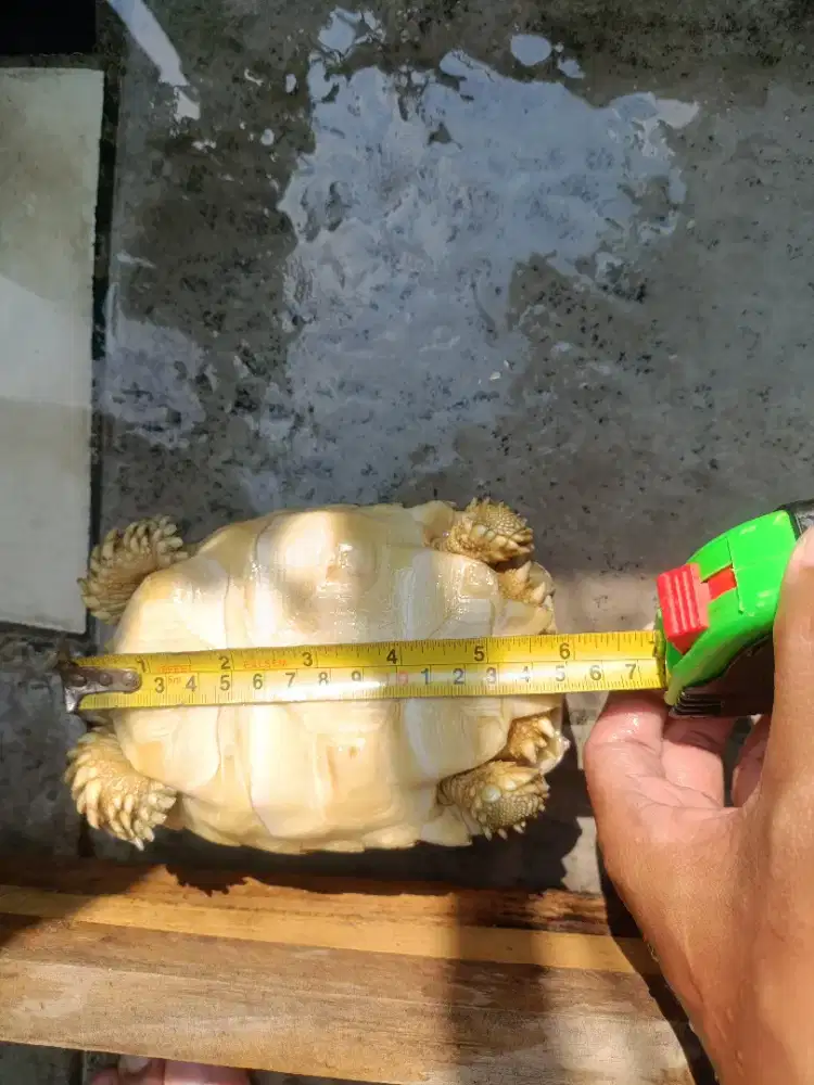 Sulcata Kura Kura Darat