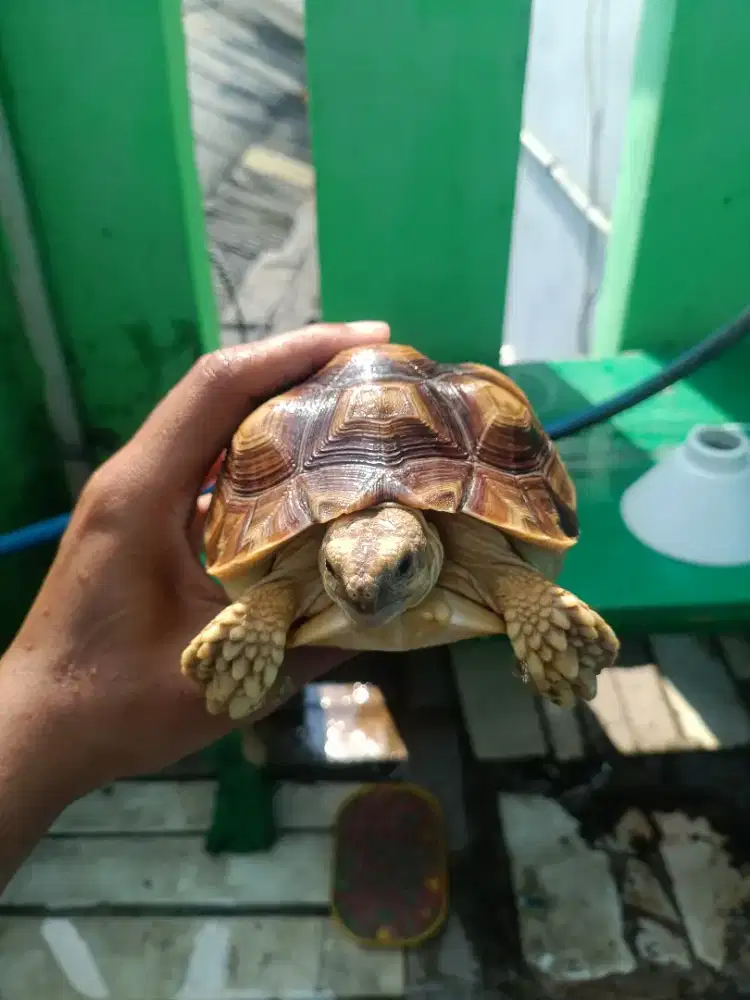 Sulcata Kura Kura Darat