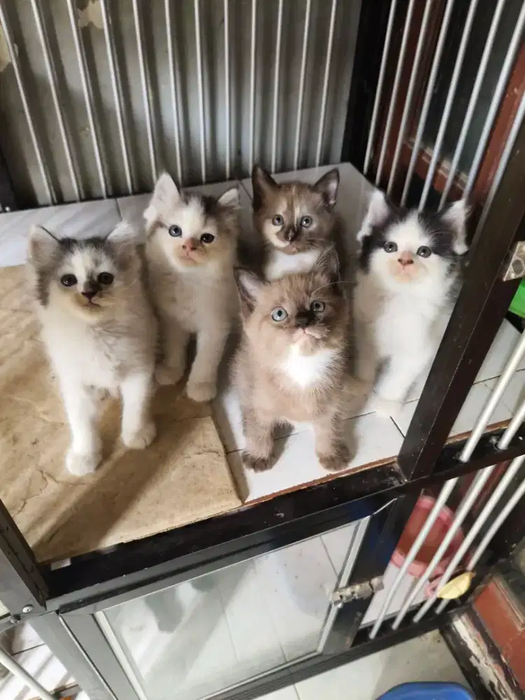 Persia jantan-betina 2,5 bulan