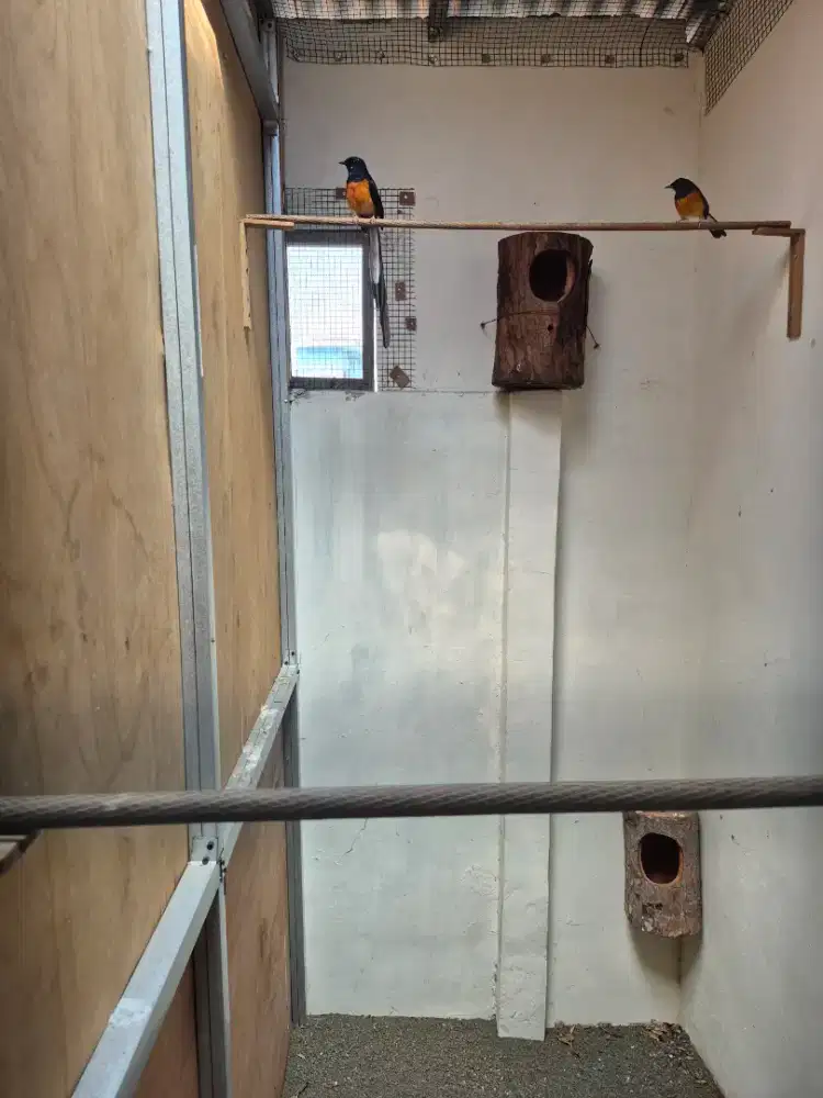 Jual spasang muray Blorok Bahorok