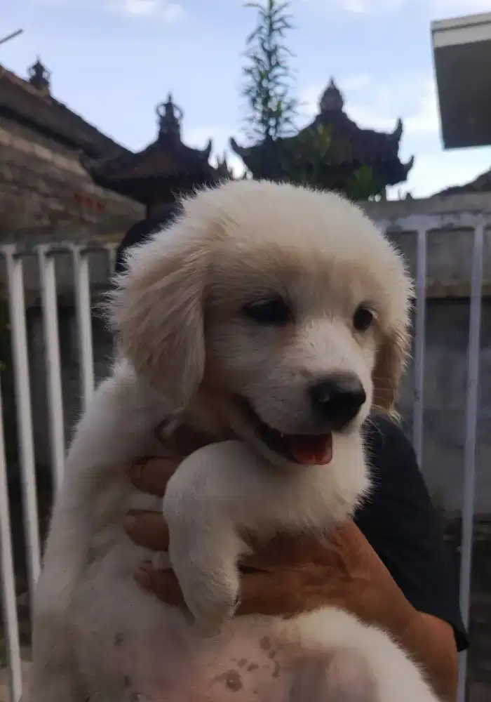 anjing golden retriever white