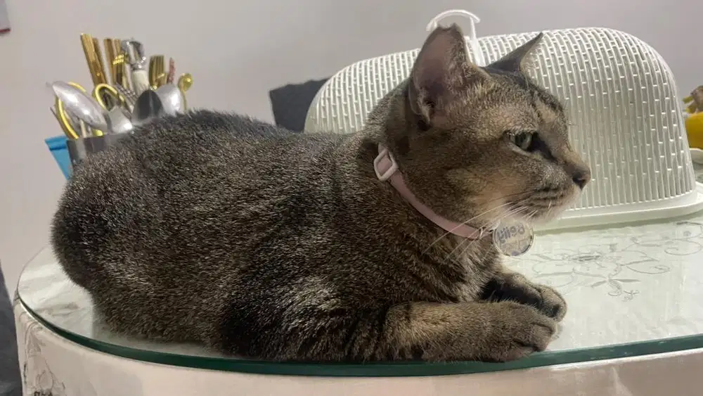 Asisten Rumah Tangga