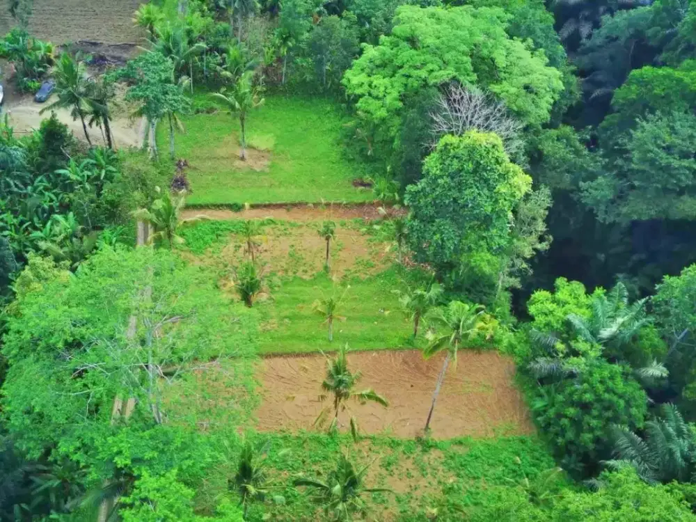 Tanah jungle payangan ubud