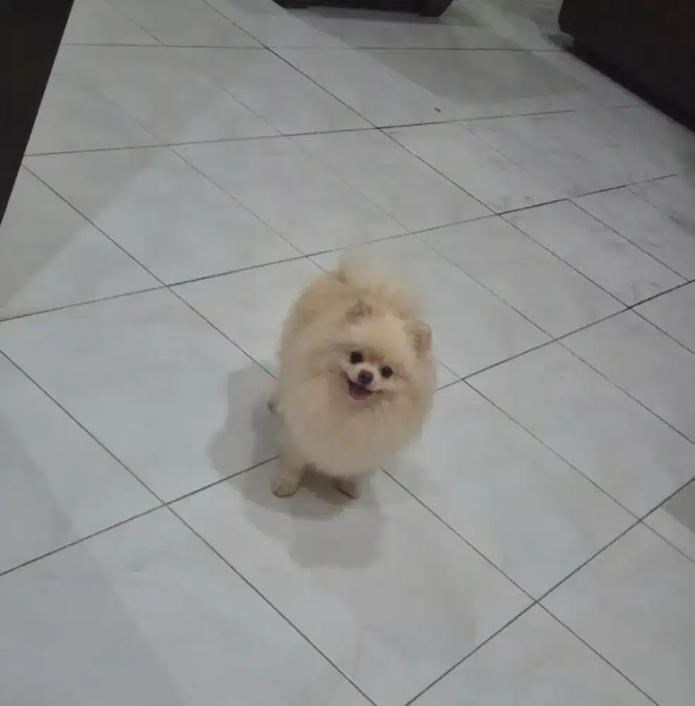 Anjing pom ras asli stmb