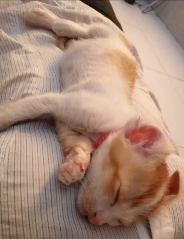 cari kerjaan bayar harian