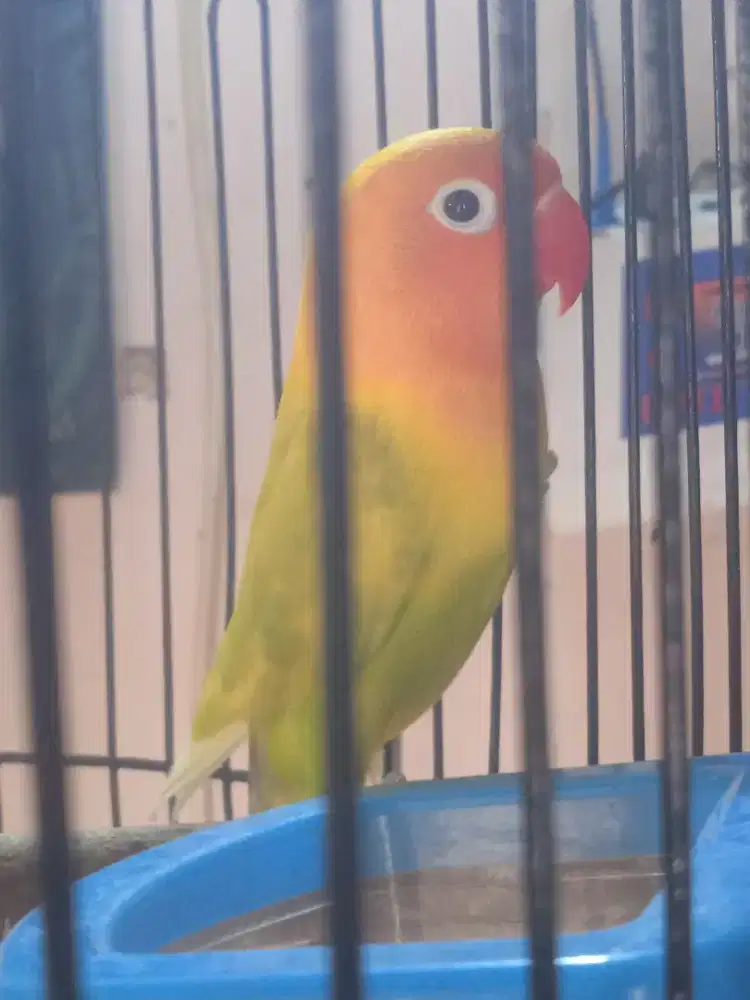 Edisi bantu teman Jual Lovebird paskun  jual fs,no minus