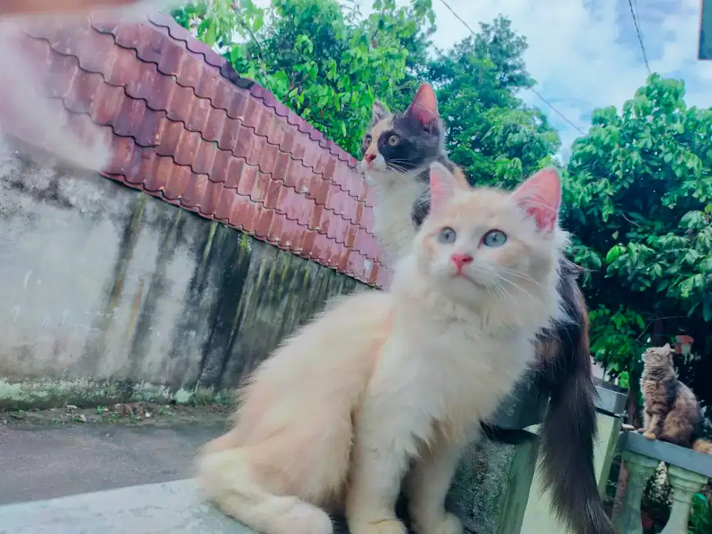 Kucing Persia Betina Mata Biru