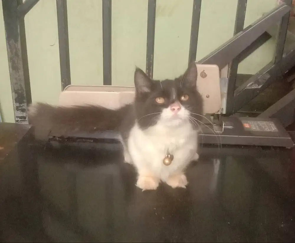 kucing kitten munchkin sepasang