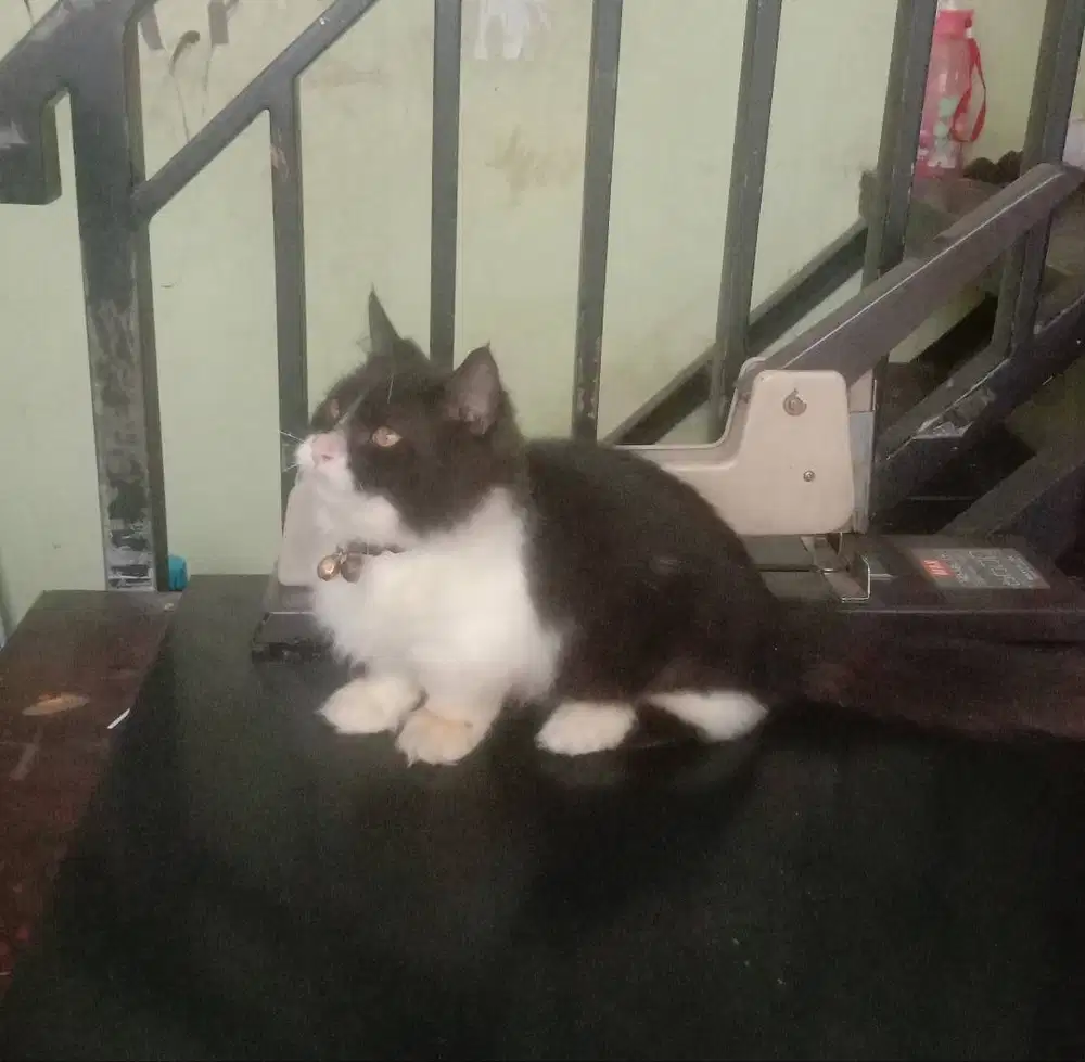 Kucing Kitten Munchkin