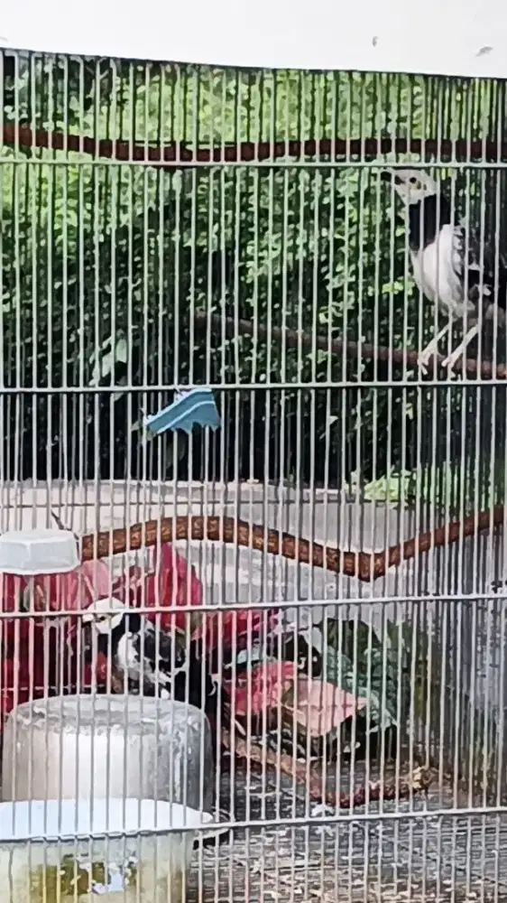 Jalak Hongkong sepasang