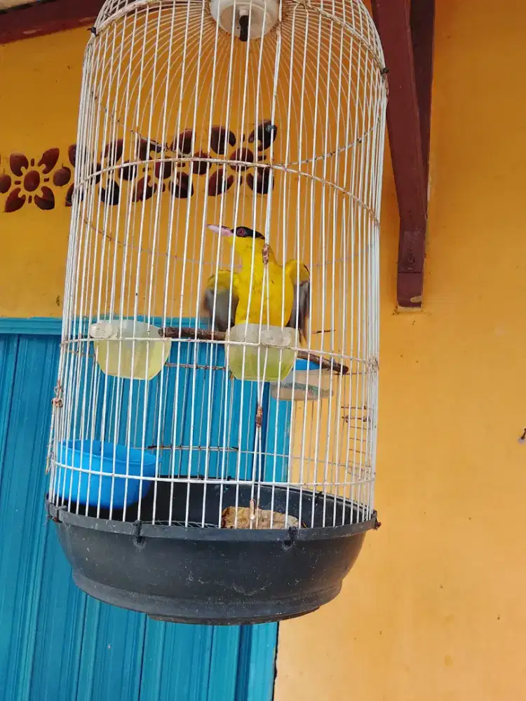 burung kepodang burja