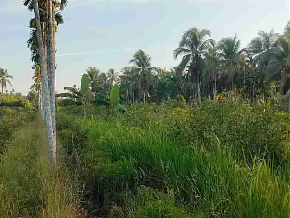 dijual tanah investasi yg sudah ditanami pohon langsat, manggis, dan durian di jl. kalimas hulu