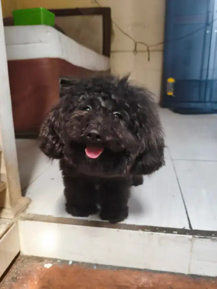 Open adopt poodle