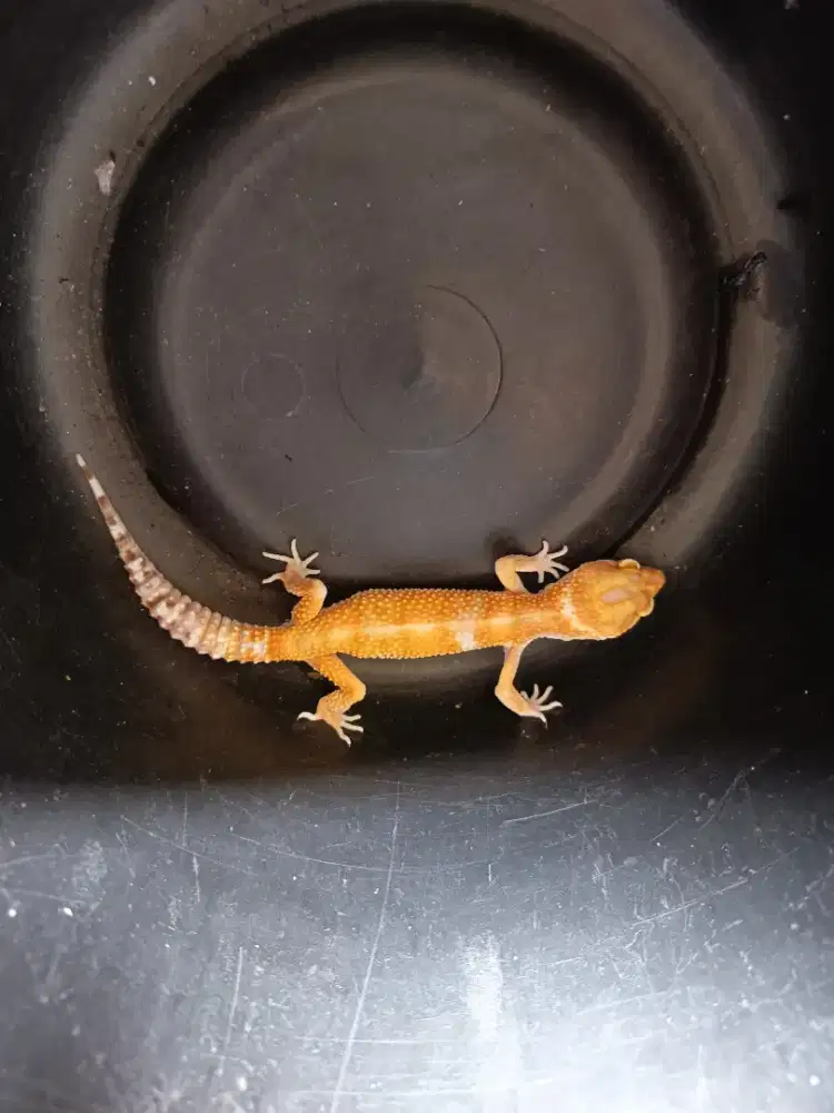 Gechko rawatan warna bagus