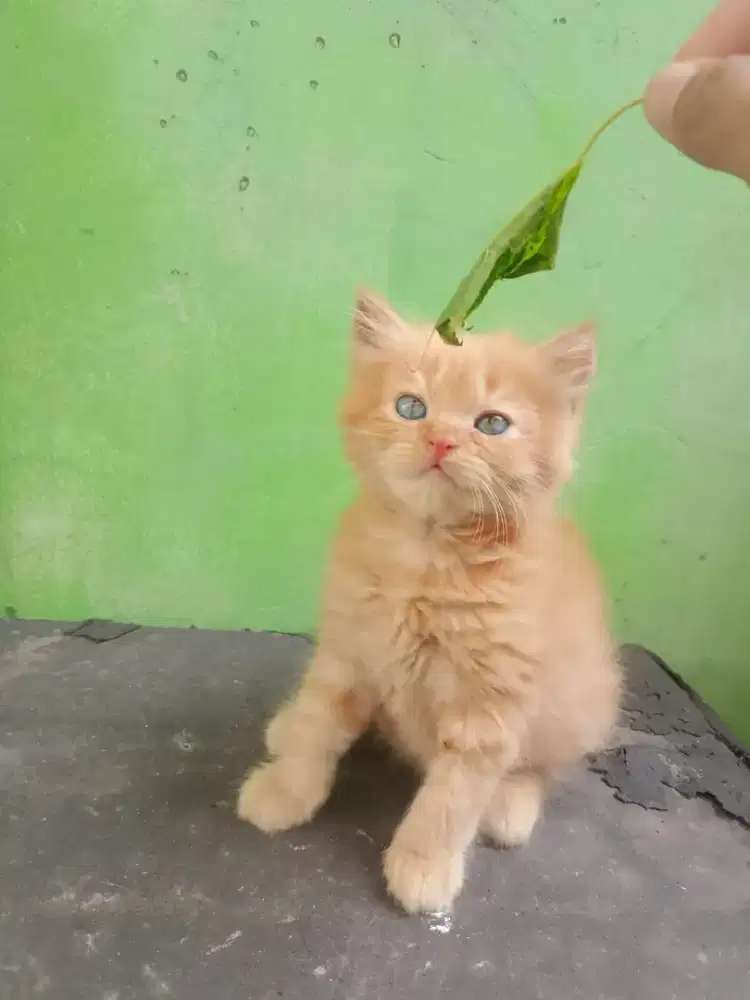 KUCING PERSMED MIX PEAKNOSE