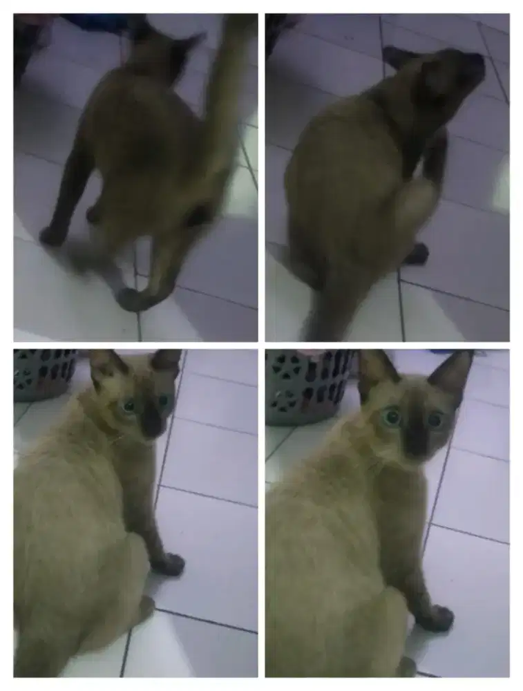 Lepas adopsi kucing Siam