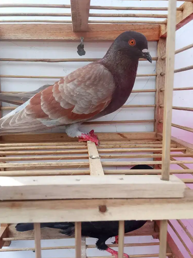 Burung dara sepasang