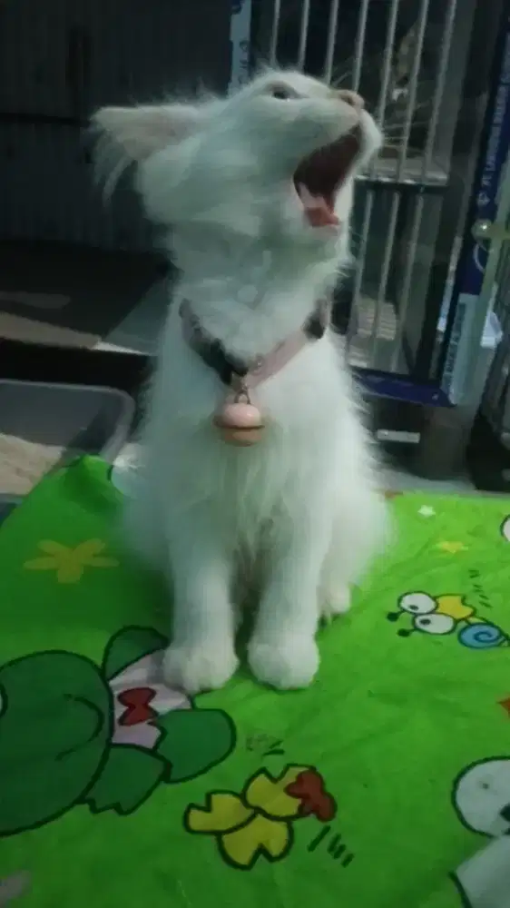 Kucing hasil ternak sendiri