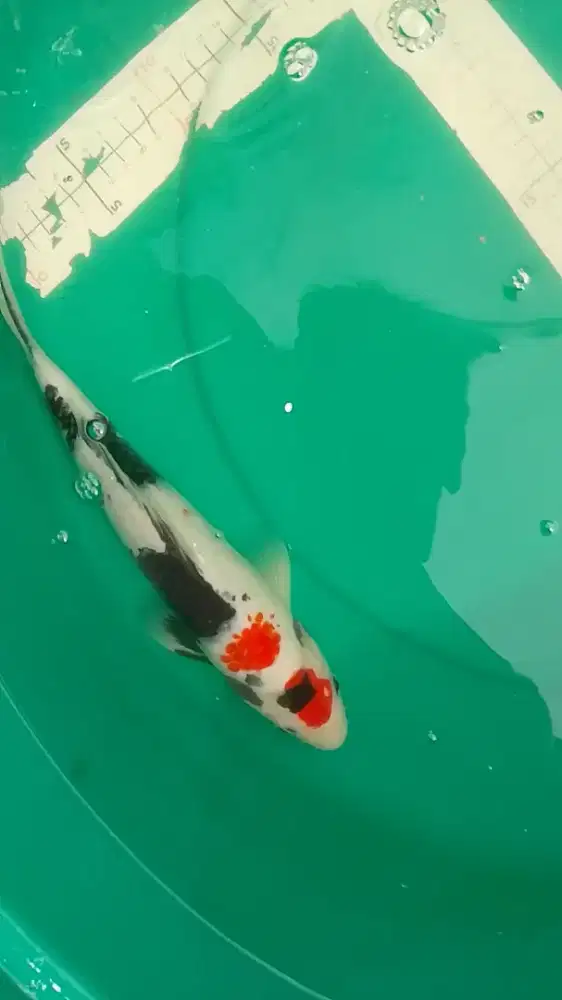 Ikan koi jenis Showa Maruten 30cm warna merah