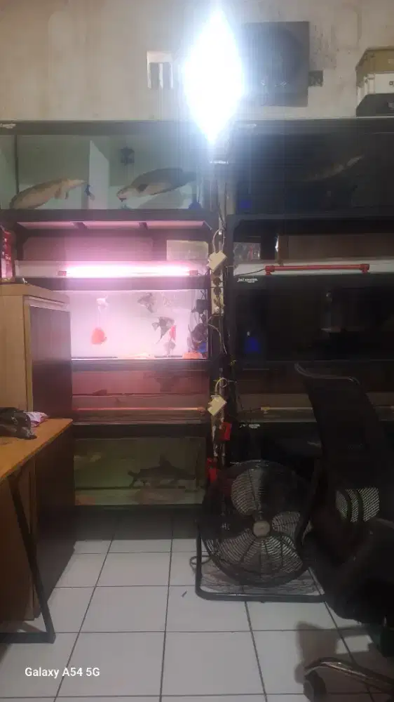 Jual ikan dan aquriumnya